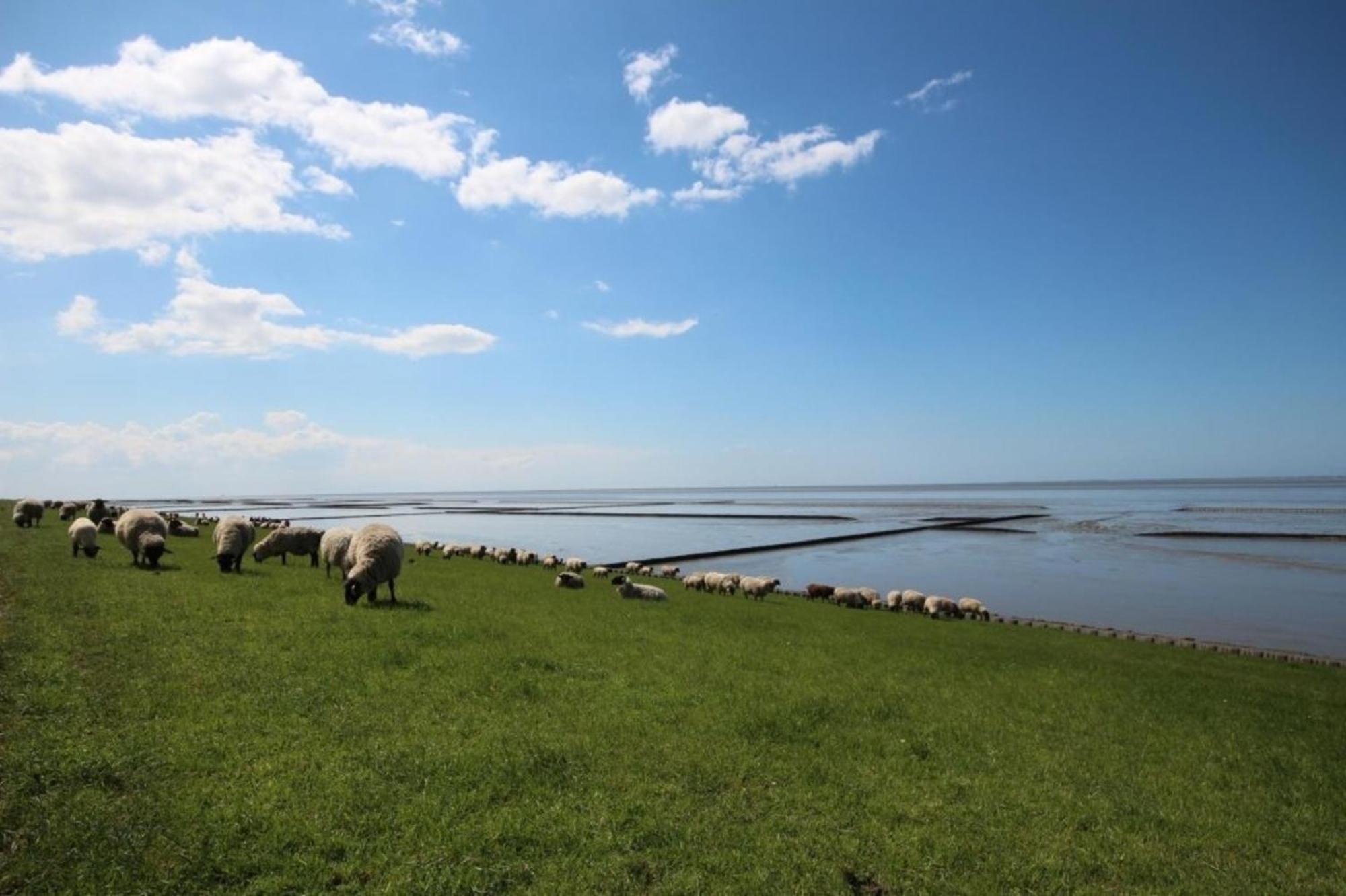 Kleine Nordseewelle Ohne Hund Норден Экстерьер фото